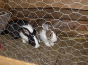 HPIM8891